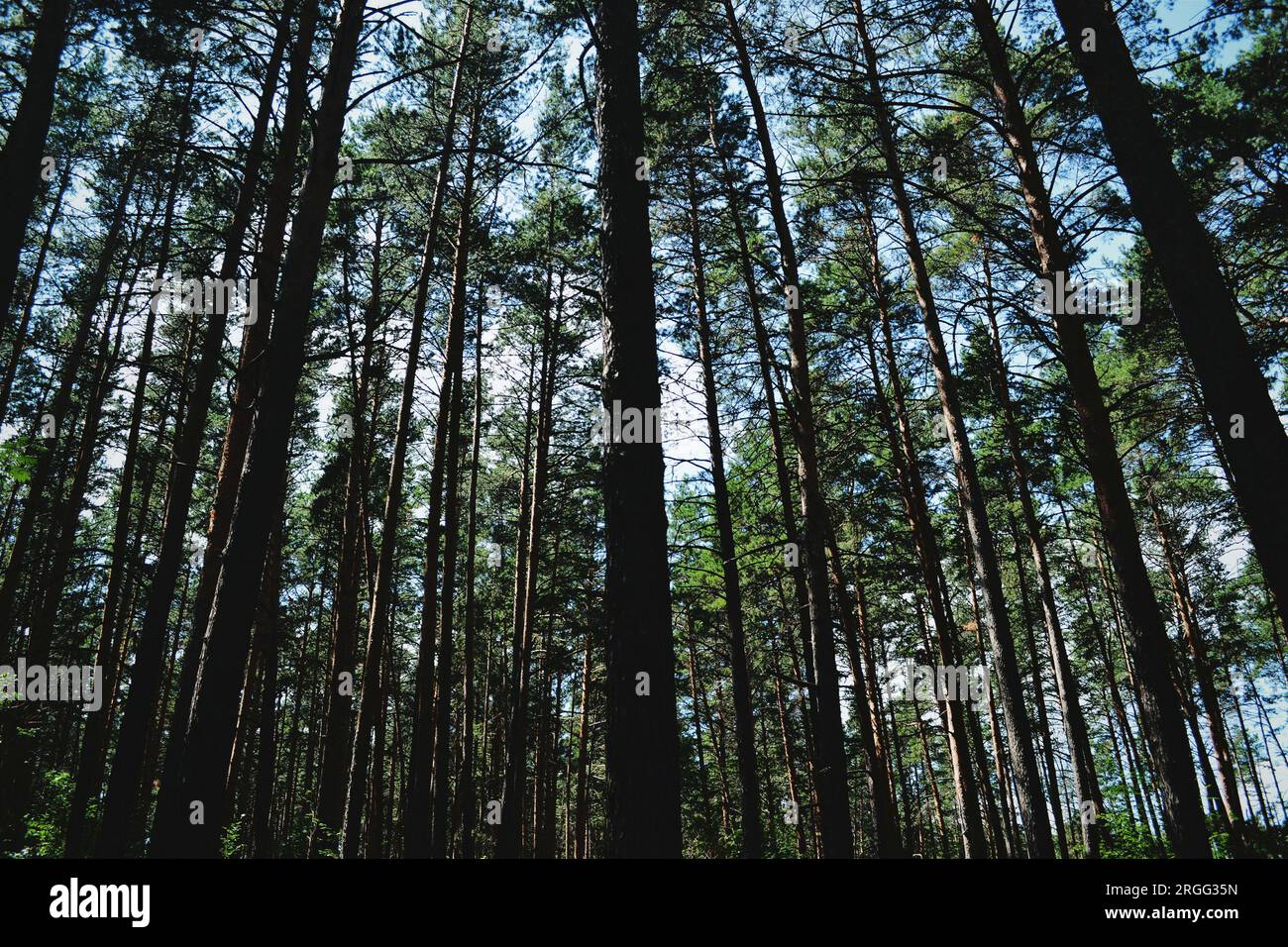 High landscape pine trees hi-res stock photography and images - Alamy
