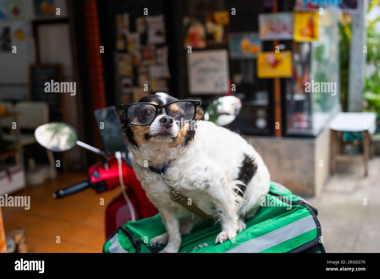 Dog wearing glasses Stock Photo
