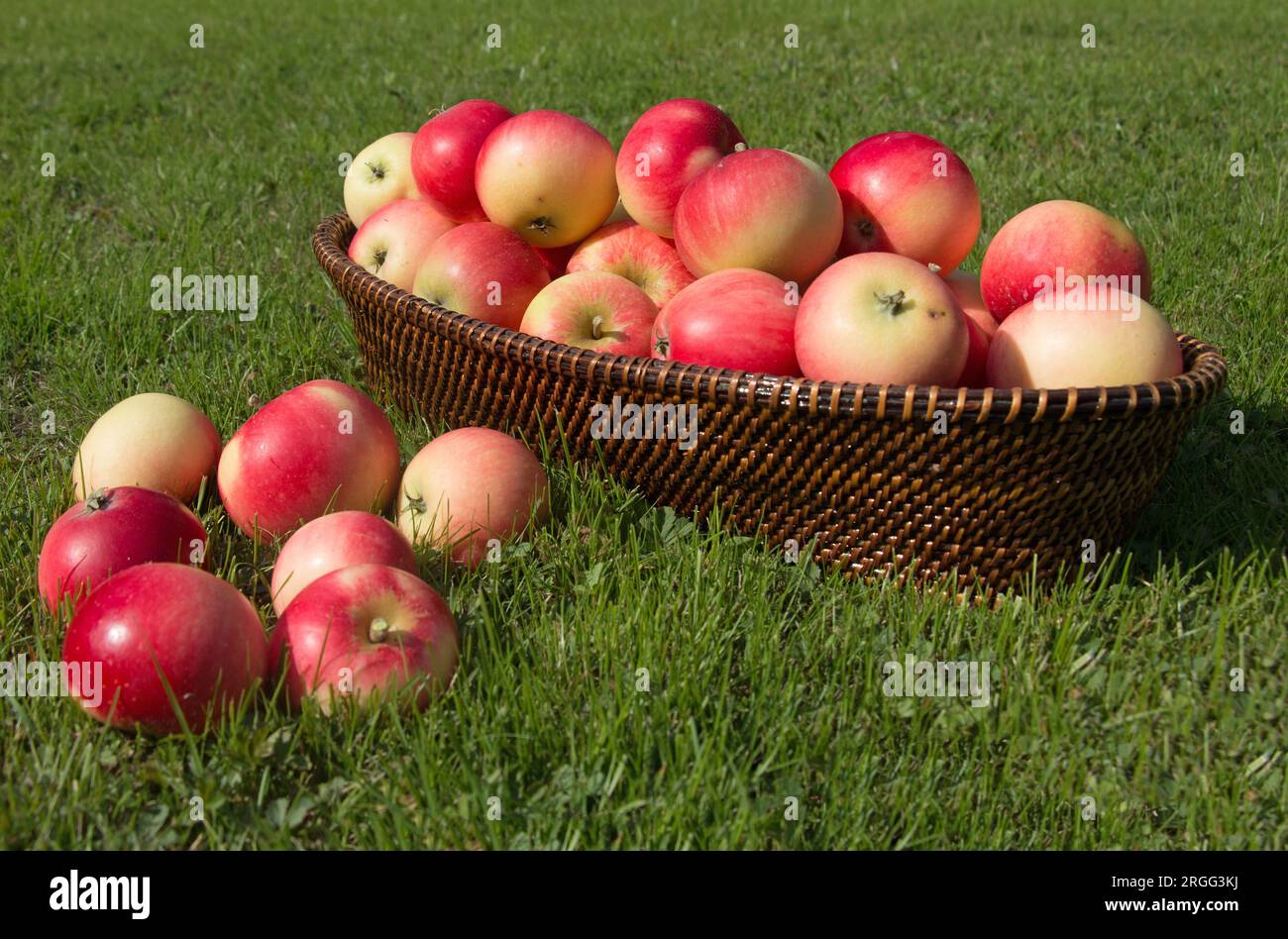 A summer harvest of freshly picked ripe red Discovery eating apples, Malus domestica, in a wicker basket on green grass, side view Stock Photo