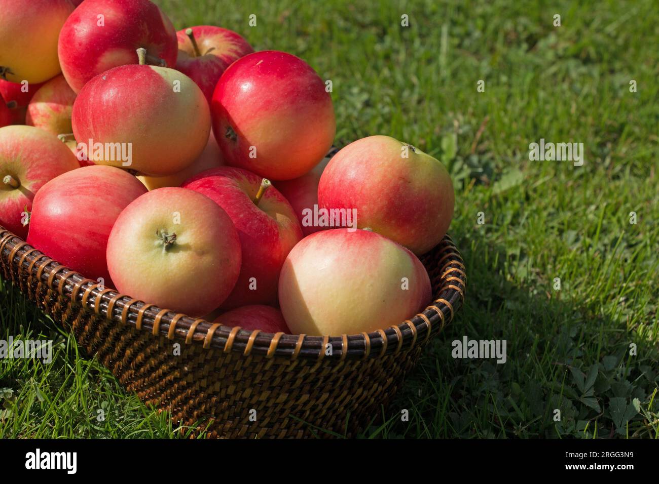Ripe red Discovery eating apples, Malus domestica, apple fruits summer harvest, in a wicker basket on green grass, close-up view Stock Photo