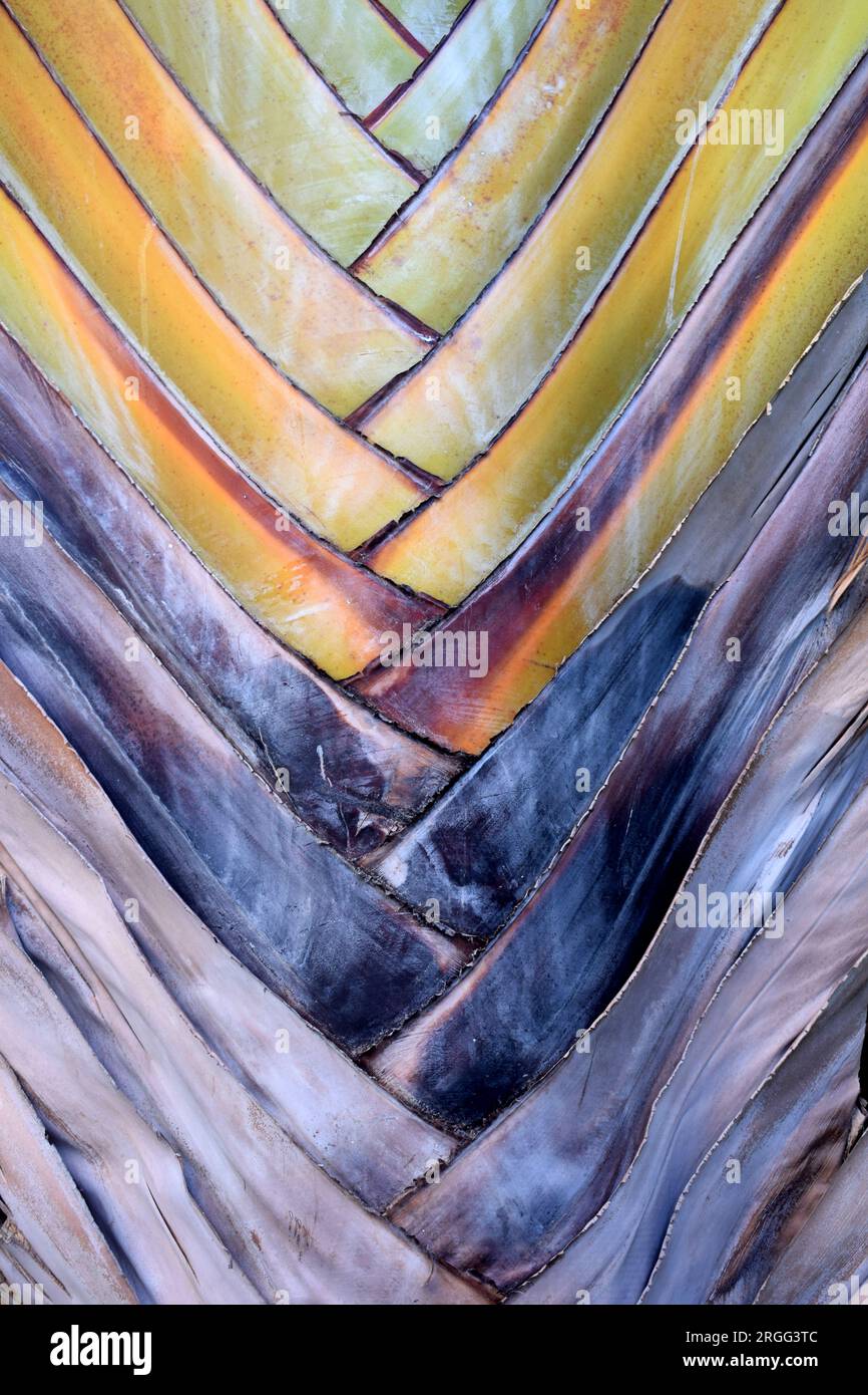 Close up of travelers palm tree trunk shapes and textures, vertical format, Tenerife, Canary Islands, Spain Stock Photo