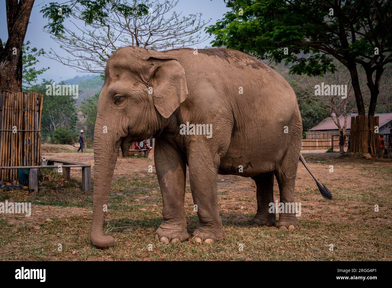 Elephants at Elephant Jungle Sanctuary near Chiang Mai, Thailand Stock Photo