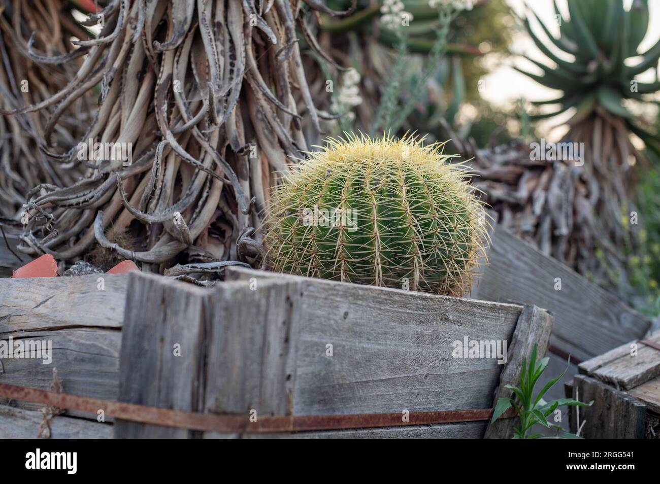 Cactus on a farm Stock Photo