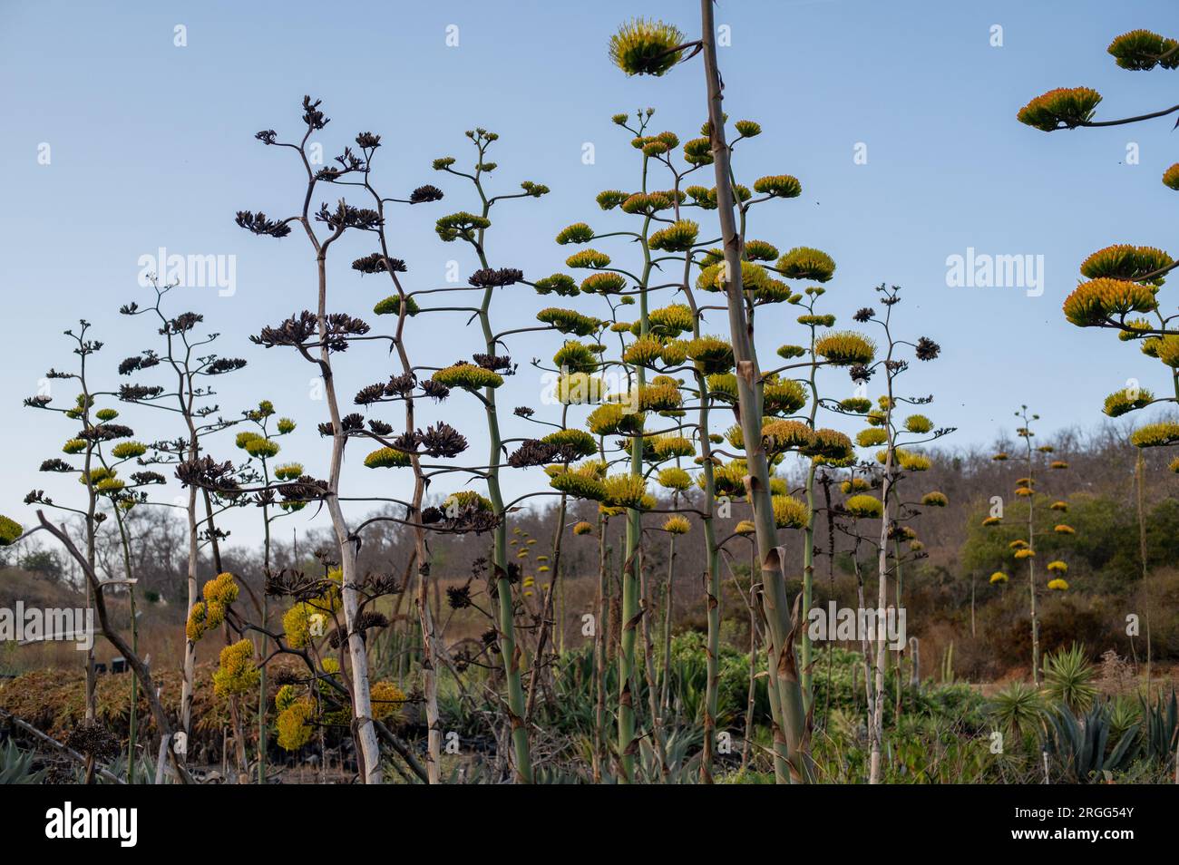 Group of agave plants Stock Photo
