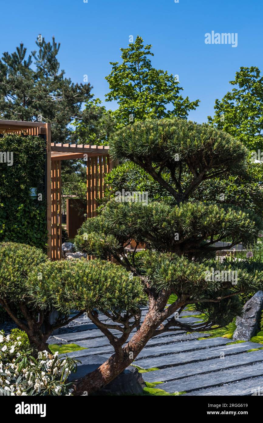 Japanese garden with slate path with bark mulch, native plants and