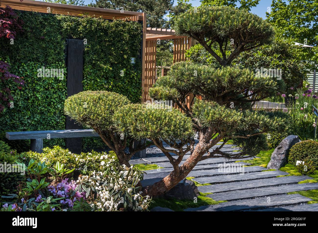 Japanese garden with slate path with bark mulch, native plants and