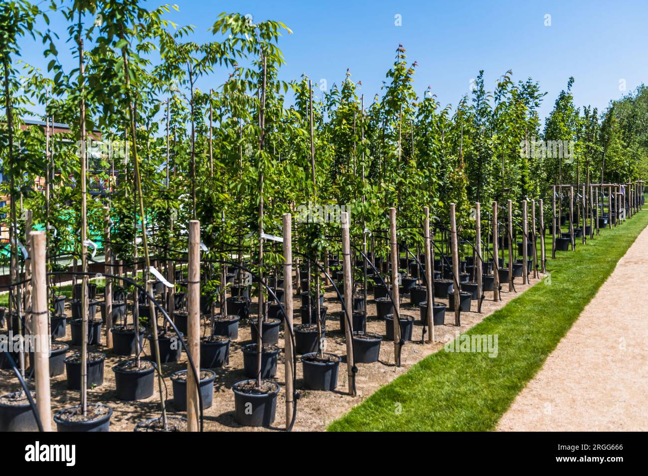 Rows of young trees in plastic pots with water irrigation system in a tree nursery, plant nursery Stock Photo