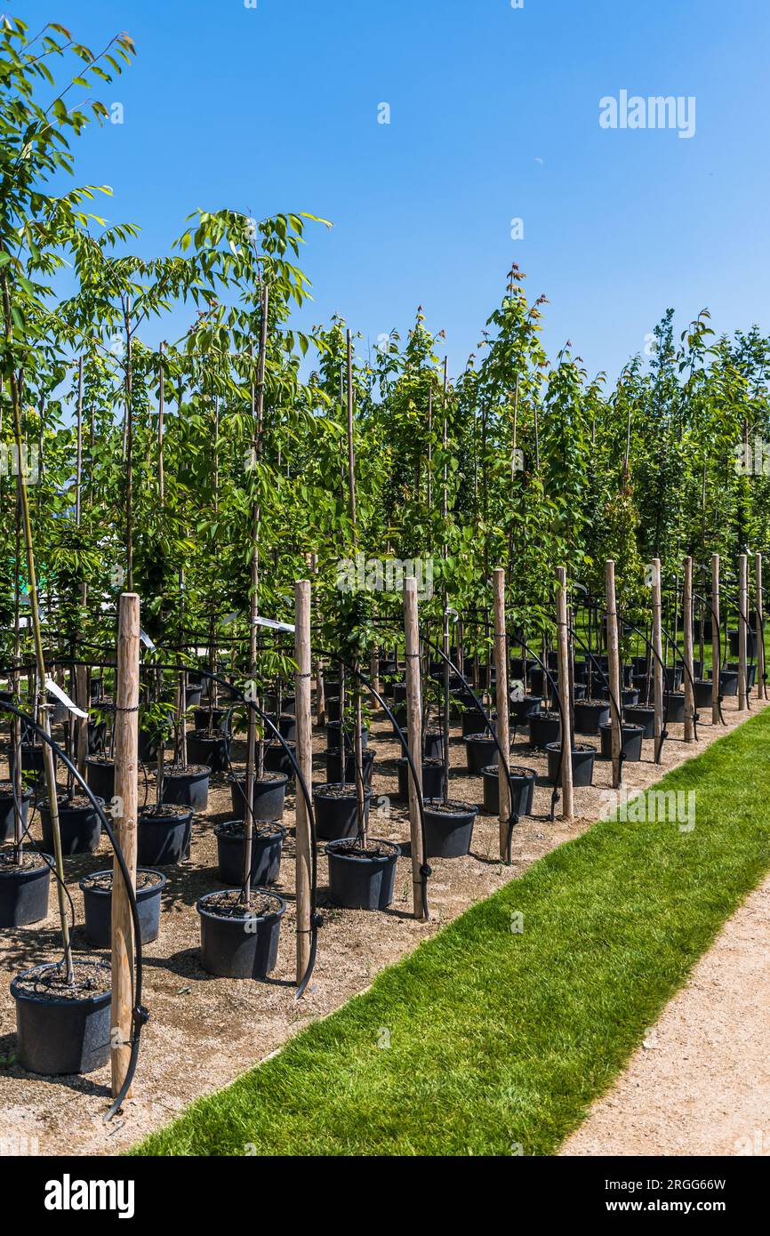 Rows of young trees in plastic pots with water irrigation system in a tree nursery, plant nursery, vertical Stock Photo
