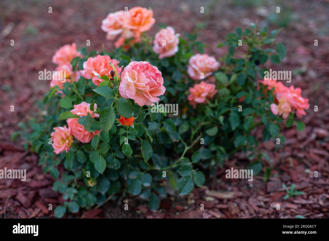 Mulch rose bush hi-res stock photography and images - Alamy