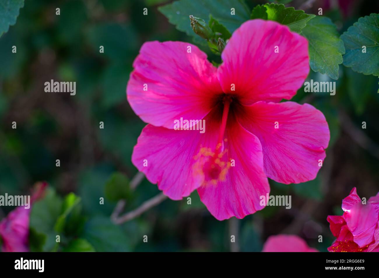 Beautiful flower violet hibiscus hi-res stock photography and images ...