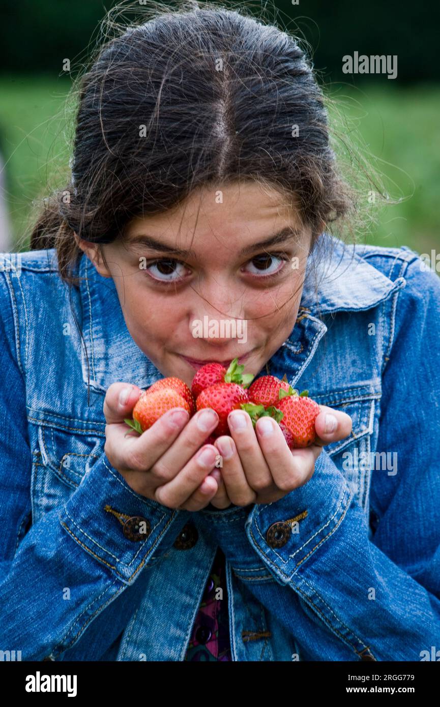 Pick your own fruit Stock Photo Alamy