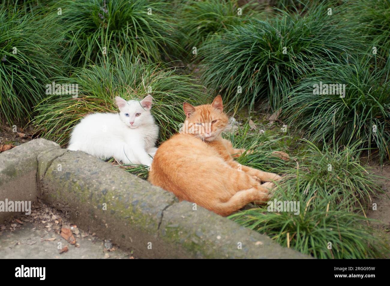 Heterochromia White Cat and Big Orange Mate in China Stock Photo