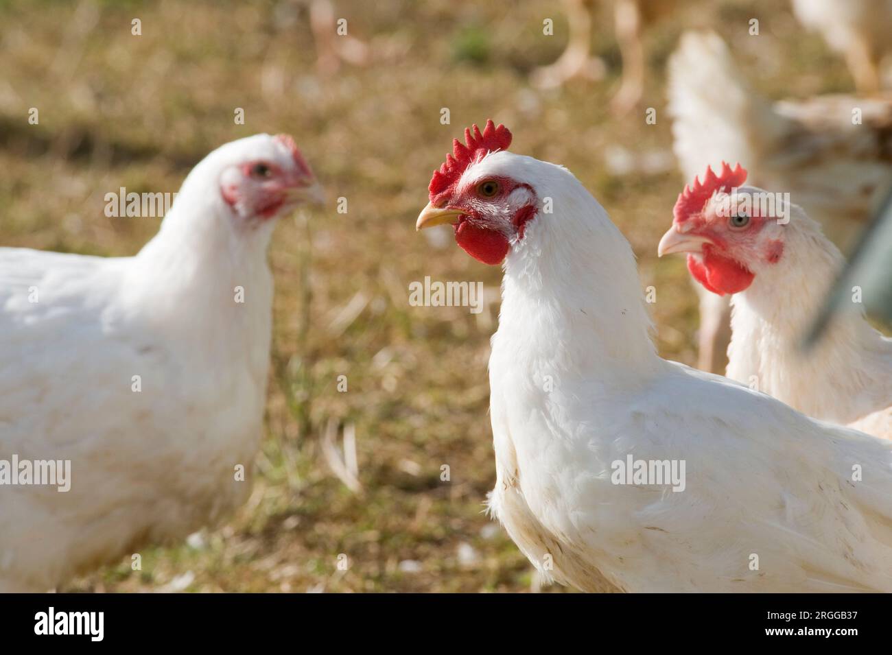 Sheepdrove is a family-run, mixed organic farm which is Soil Association certified. Freerange Chickens Stock Photo
