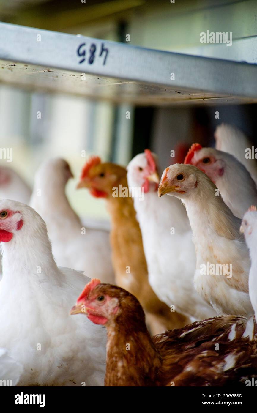 Sheepdrove is a family-run, mixed organic farm which is Soil Association certified. Freerange Chickens Stock Photo