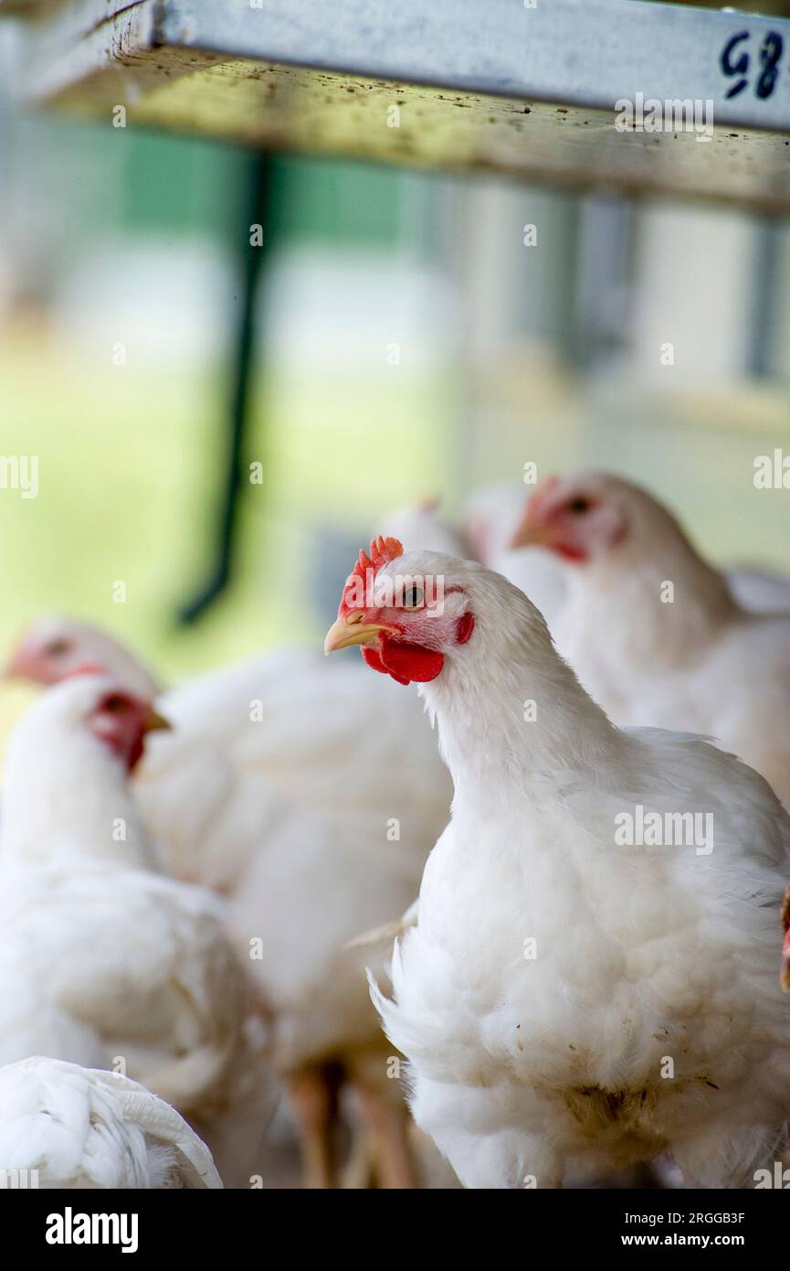 Sheepdrove is a family-run, mixed organic farm which is Soil Association certified. Freerange Chickens Stock Photo