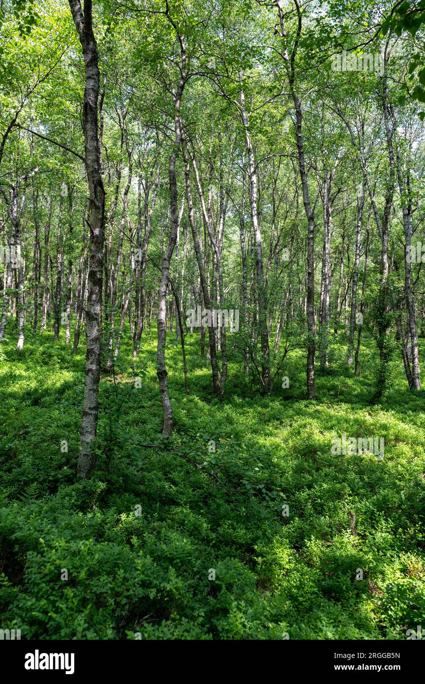 Carpathian birch forest (Betula carpatica) in the red bog in the High Rhön, Hesse , Germany Stock Photo