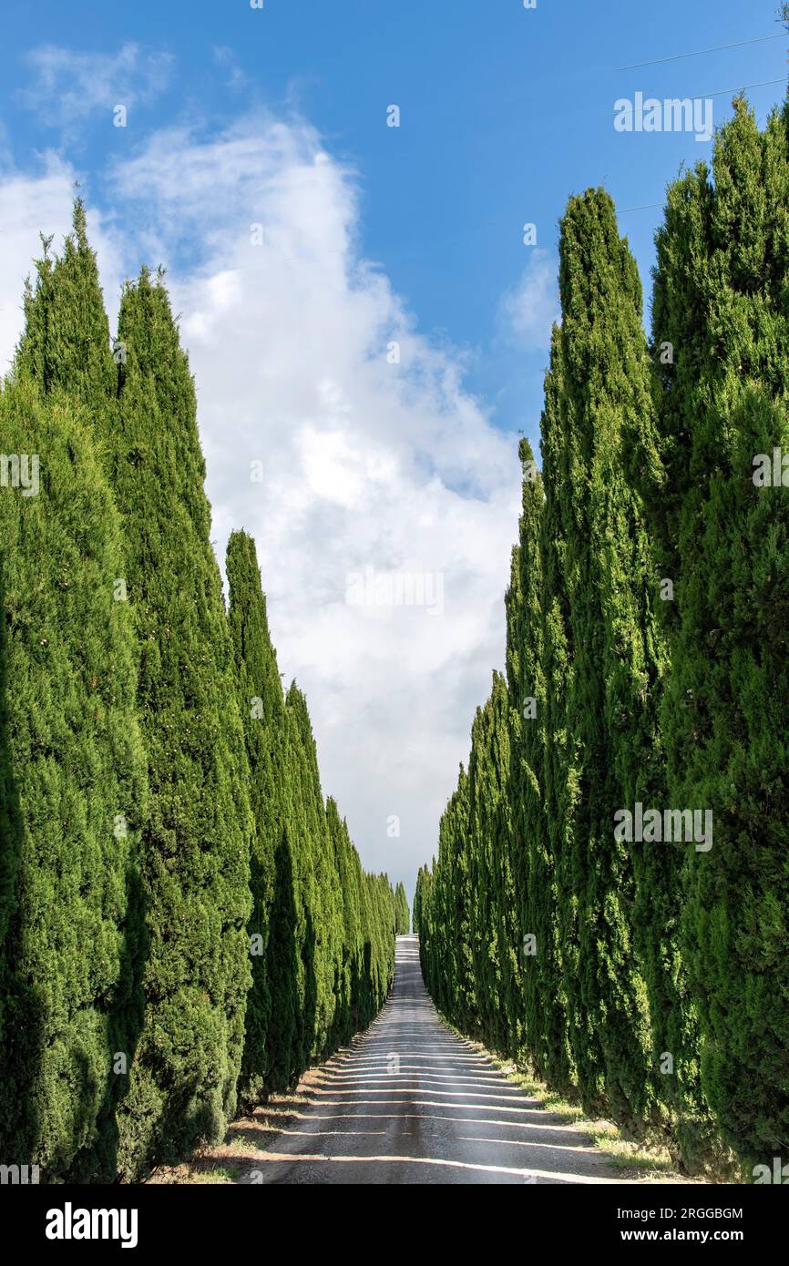 Vertical view of a dirt road lane lined with Mediterranean Cypresses typical for Tuscany, Italy landscape against a white clouded blue sky Stock Photo