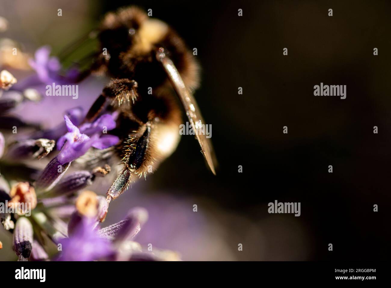 Bumblebee (Bombus) busy on purple Lavender (Lavandula) showing hind leg hairs with black copy space Stock Photo