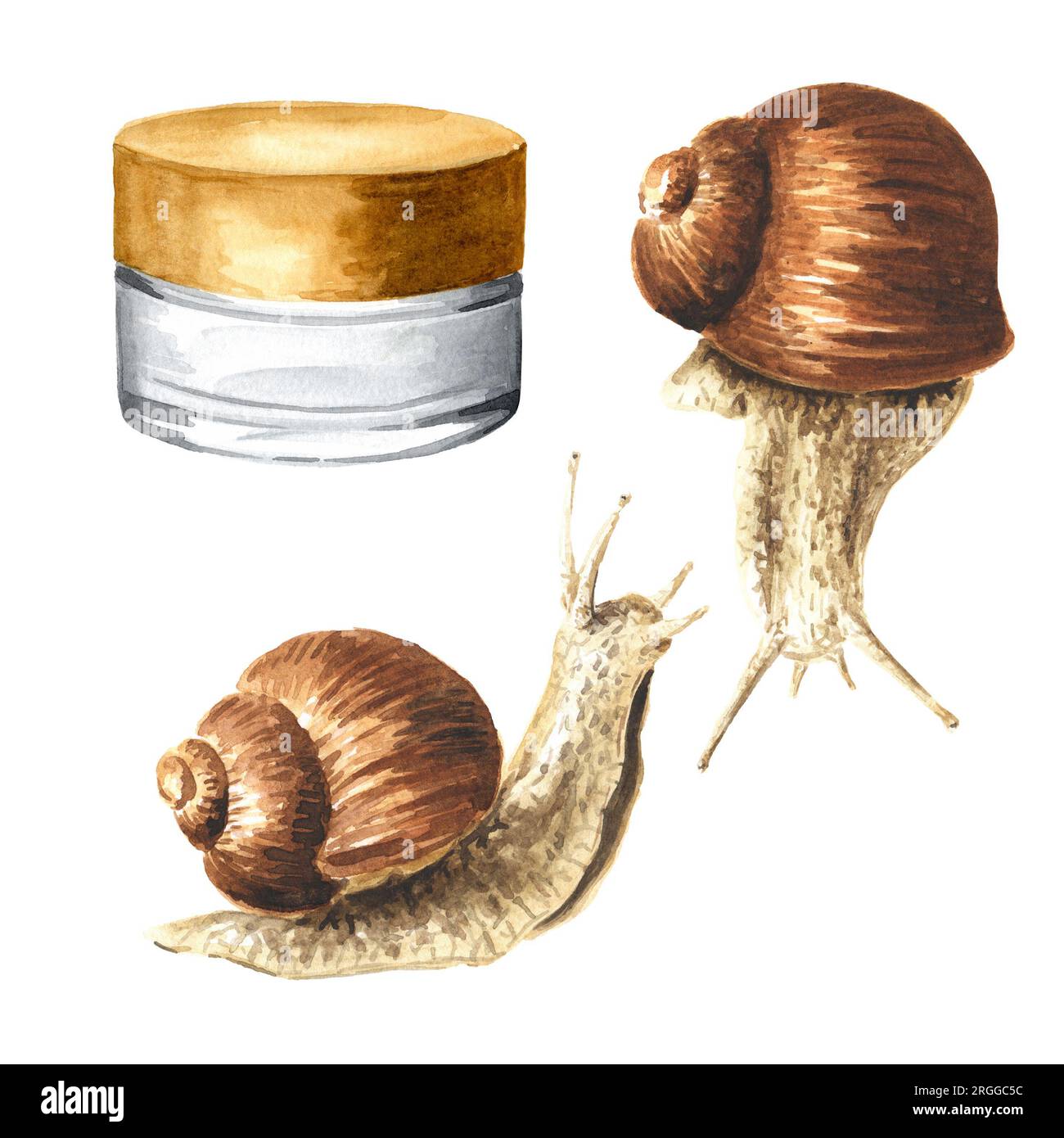 Achatina fulica, giant snail. snail mucin set.  Hand drawn watercolor illustration isolated on white background Stock Photo
