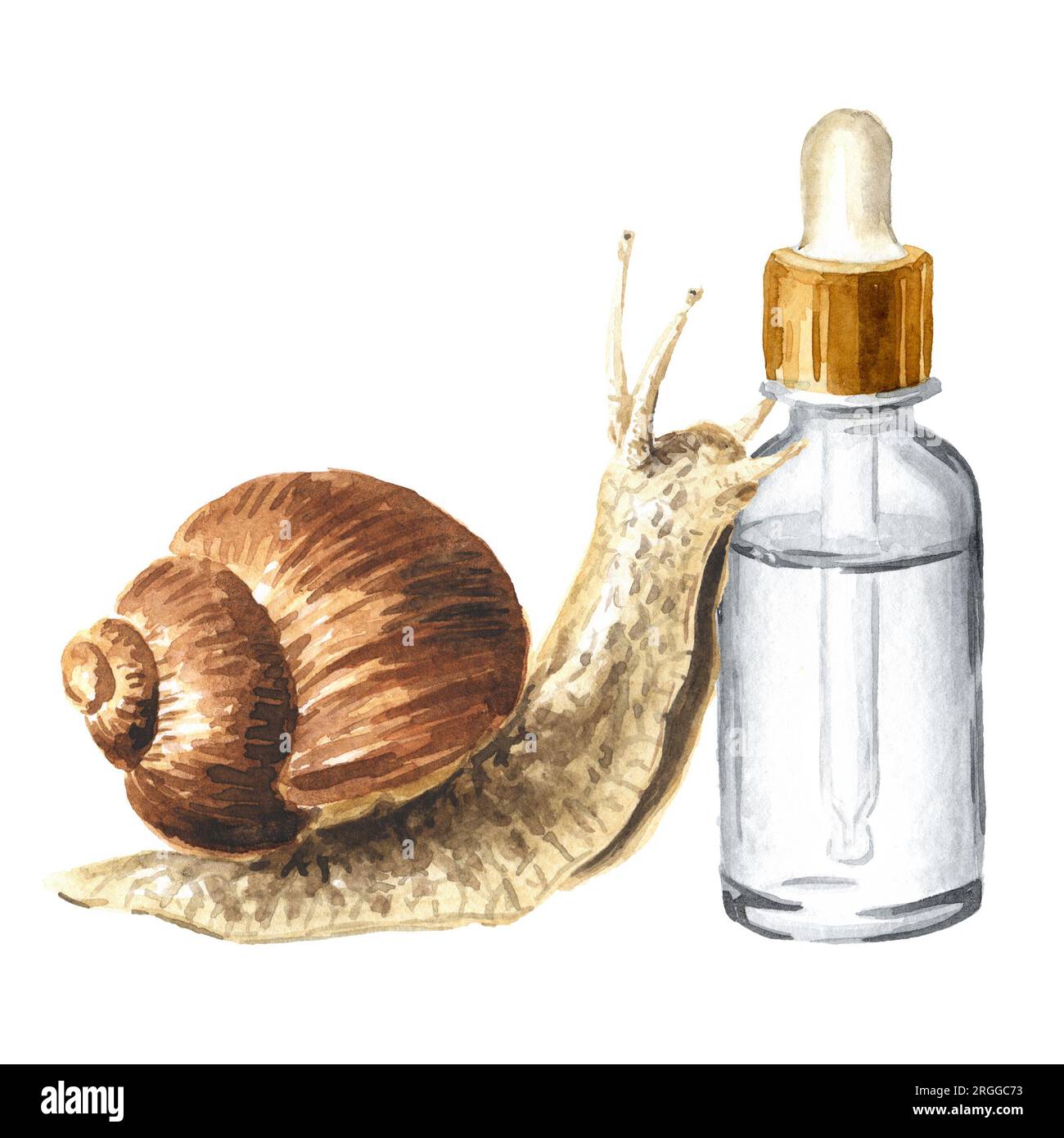 Achatina fulica, giant snail. snail mucin.     Hand drawn watercolor illustration isolated on white background Stock Photo