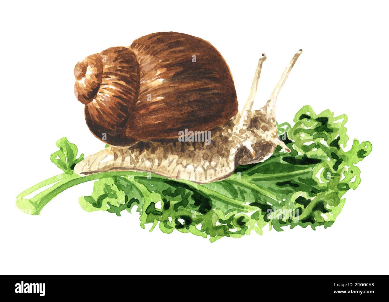 Snail on the green leaf.   Hand drawn watercolor illustration isolated on white background Stock Photo