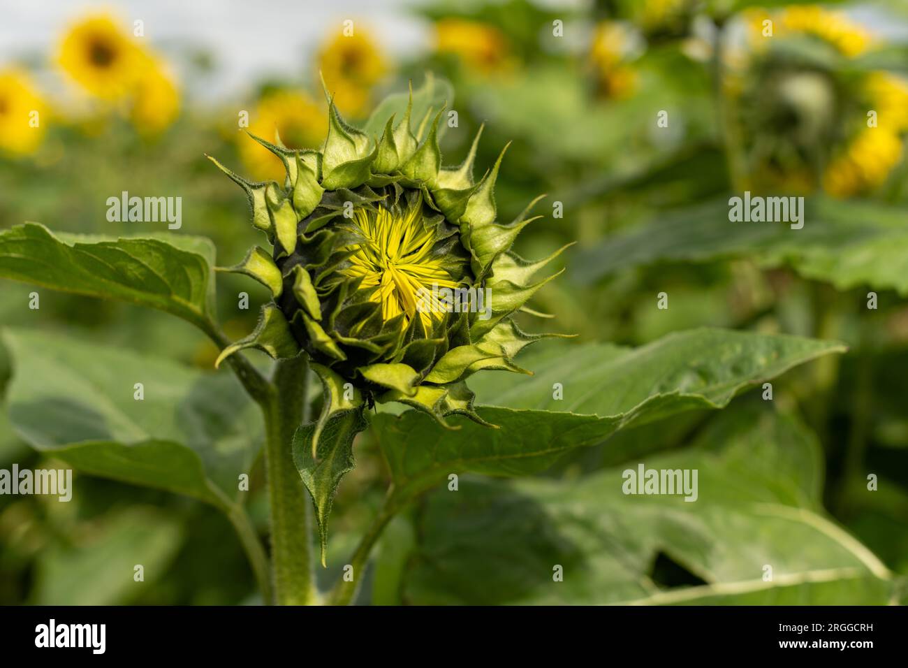 A portrait of a sunflower yet to fully open in a field being grown for ...