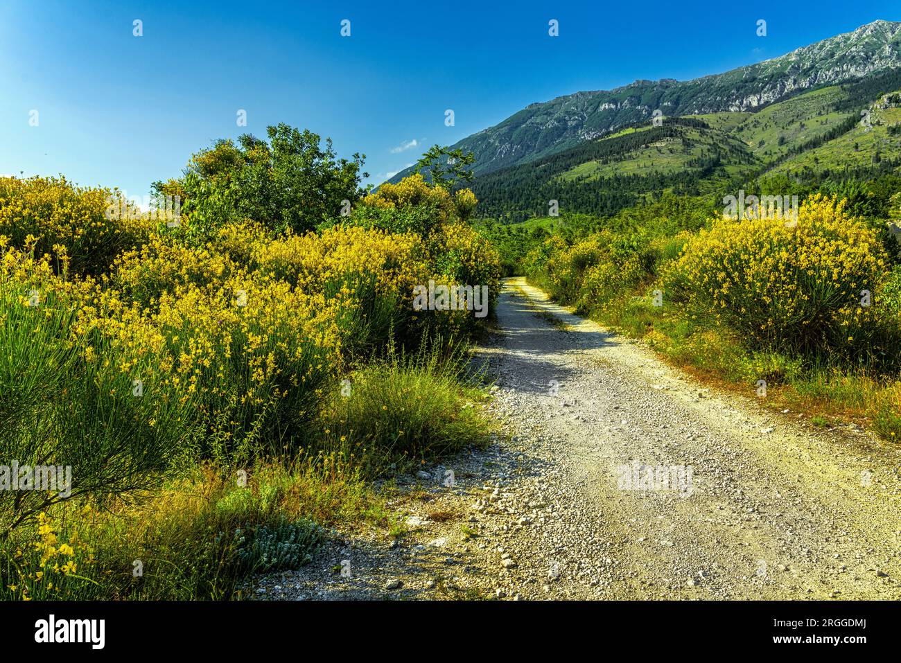 A dirt road leads to the blooms of Ginestra odorosa or Spanish Broom, Spartium junceum, on the slopes of Monte Morrone. The fire of the las Stock Photo