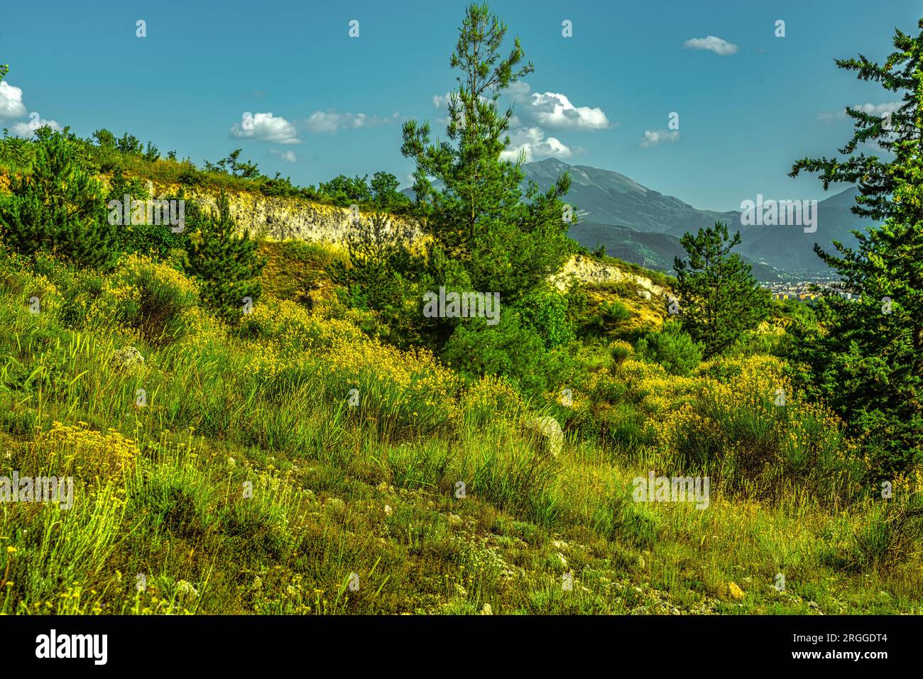 Meadows and blooms of Ginestra Odorosa or Spanish broom, Spartium junceum, on the slopes of Monte Morrone. Maiella National Park, Abruzzo, Italy Stock Photo