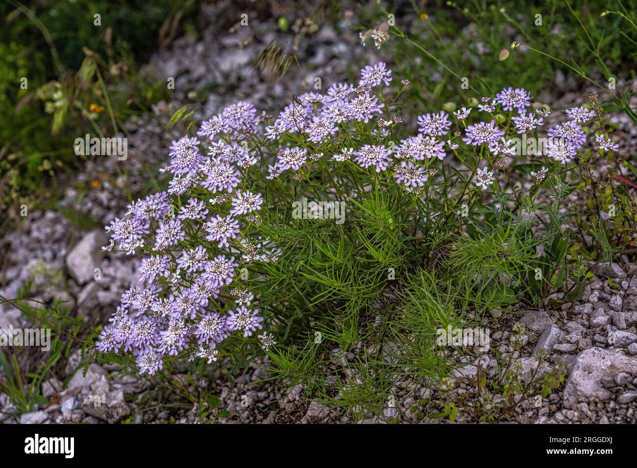 Flowering Iberian Rosea, Iberis linifolia L., Maiella National Park, Abruzzo, Italy, Europe Stock Photo