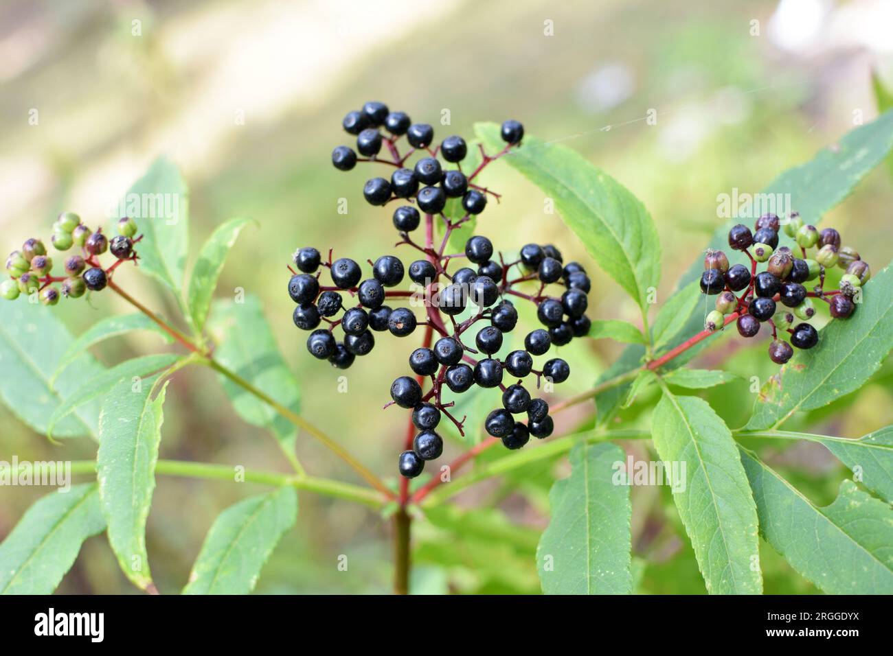 In the wild berries ripe on black grassy elder  (Sambucus ebulus) Stock Photo