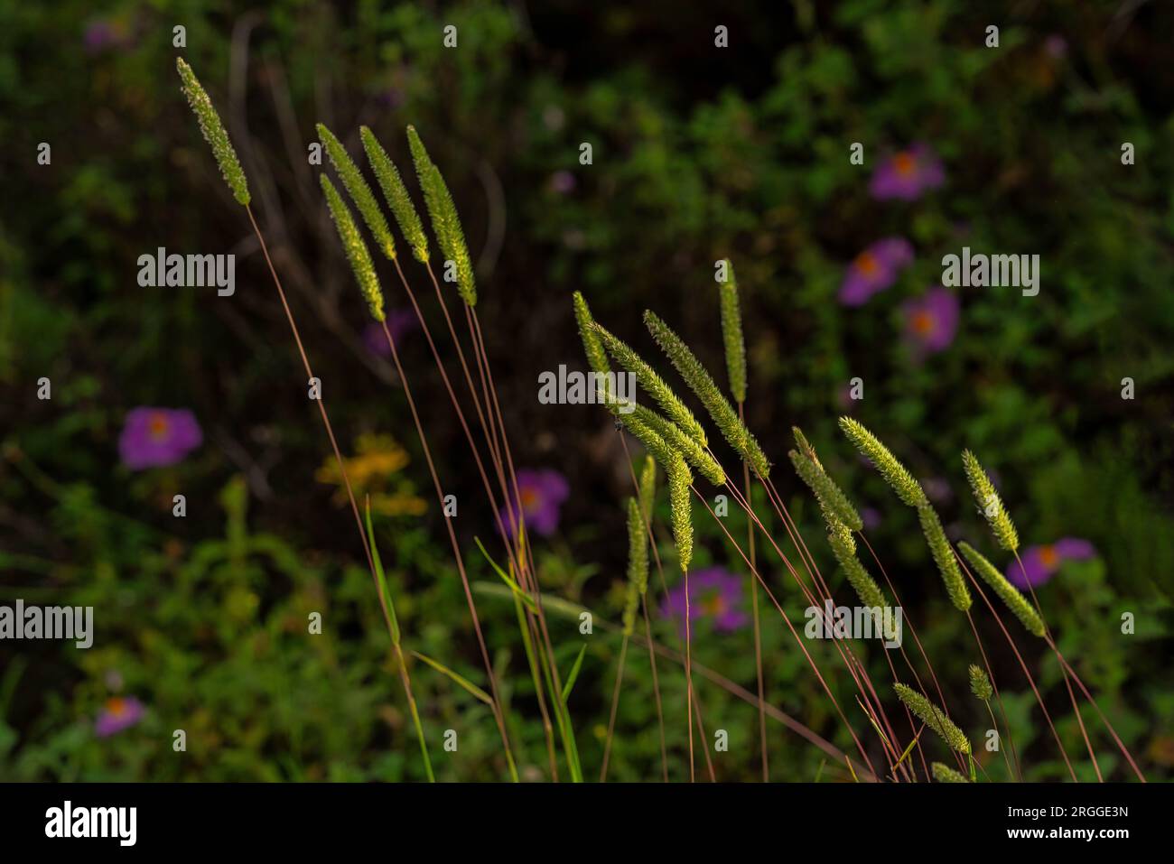 Flowering of Codolina Nuda, Phleum phleoides, illuminated by a ray of sun against the light. Abruzzo, Italy, Europe Stock Photo