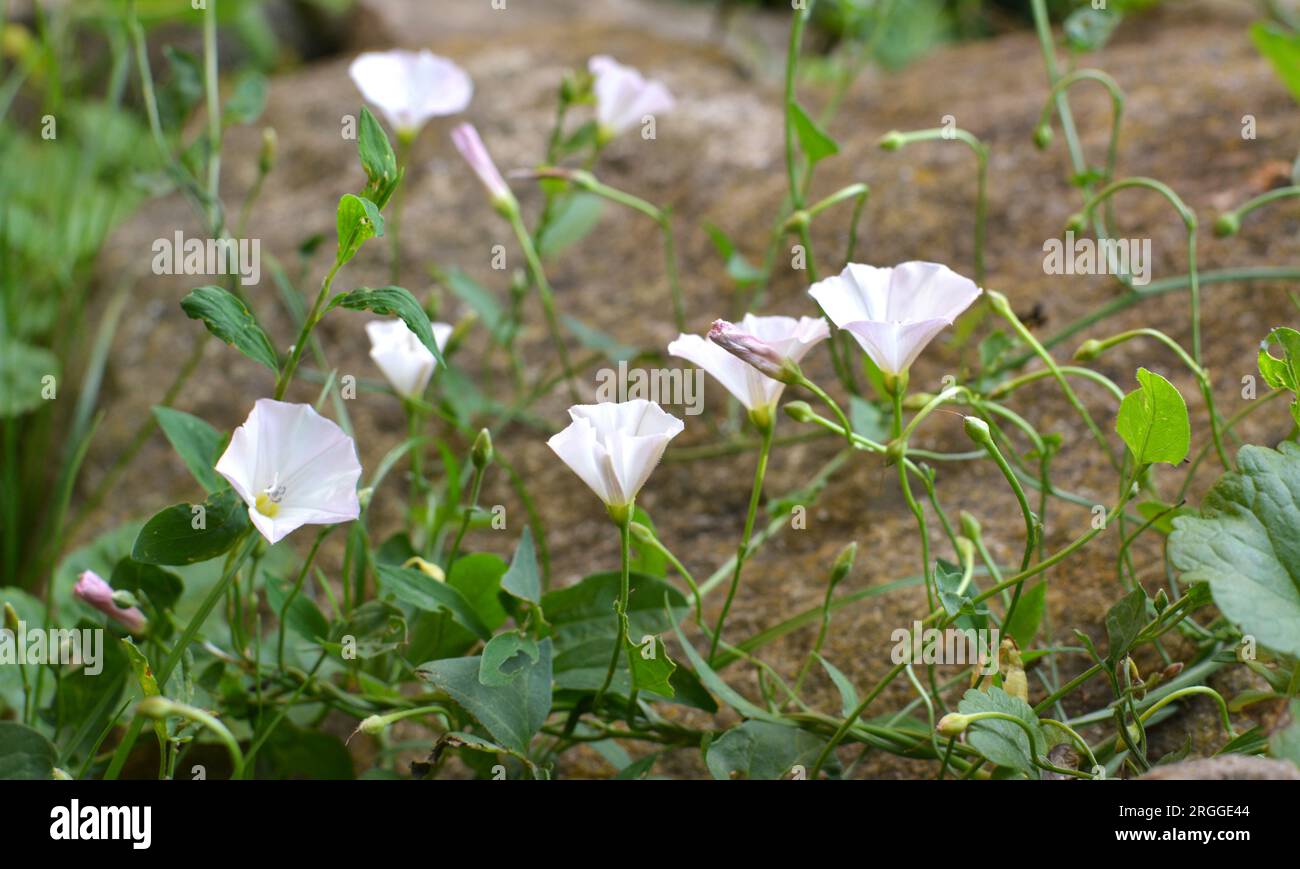 Convolvulus arvensis grows and blooms in the field Stock Photo