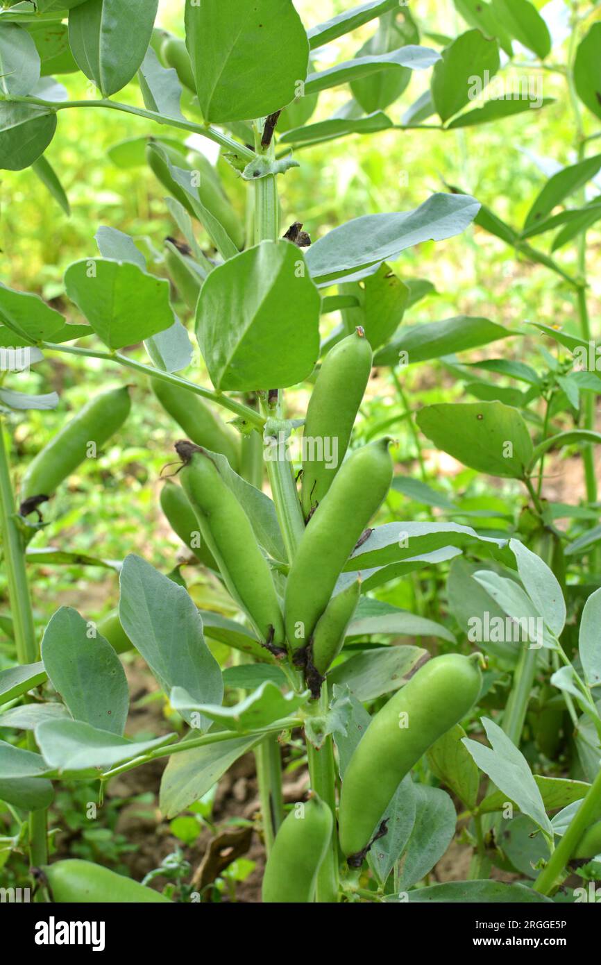 On the stem of the bean (Vicia faba) ripen green pods Stock Photo