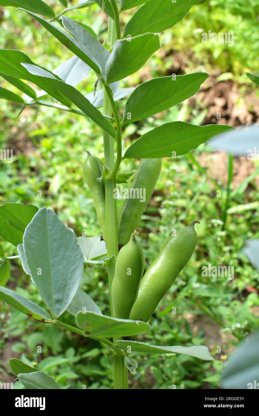 On the stem of the bean (Vicia faba) ripen green pods Stock Photo