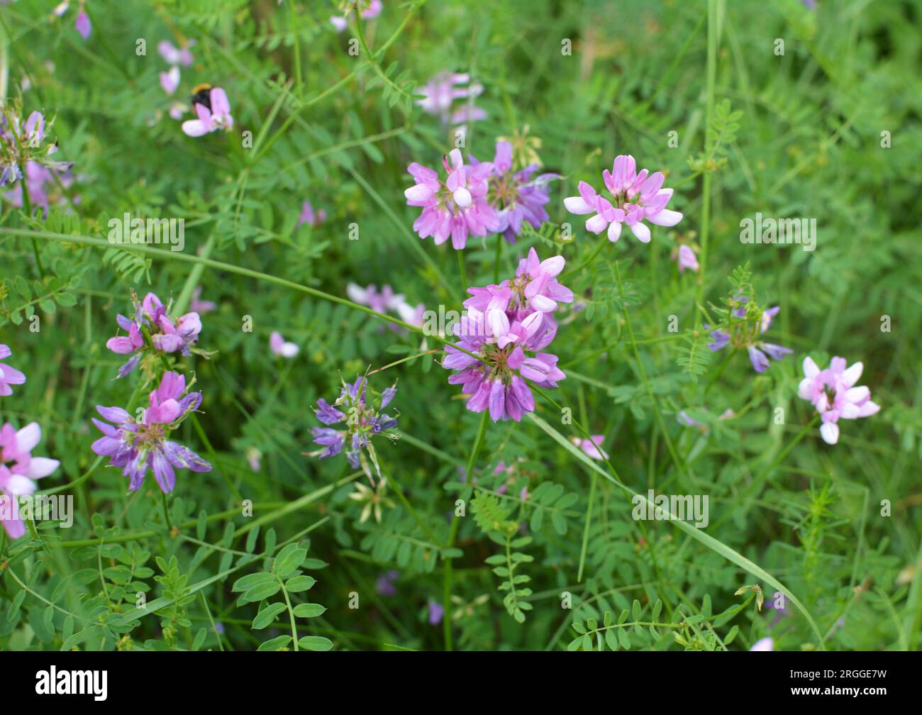 Purple wild flower grasses hi-res stock photography and images - Alamy