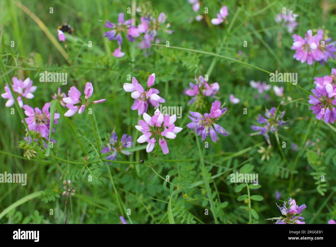 Purple wild flower grasses hi-res stock photography and images - Alamy