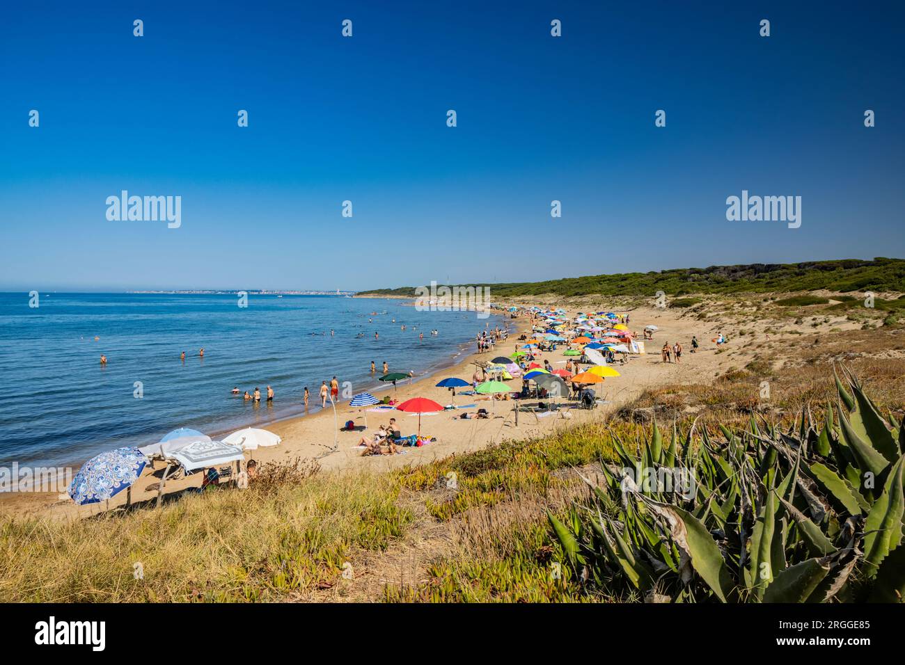July 30, 2023 - Nettuno, Lazio, Italy. The Torre Astura nature reserve. The large pine forest that leads to the free and wild beach, full of umbrellas Stock Photo