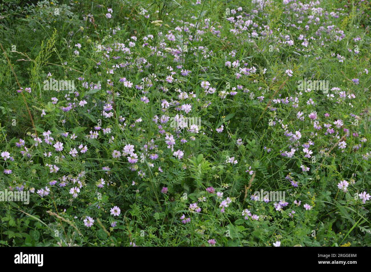 Purple wild flower grasses hi-res stock photography and images - Alamy