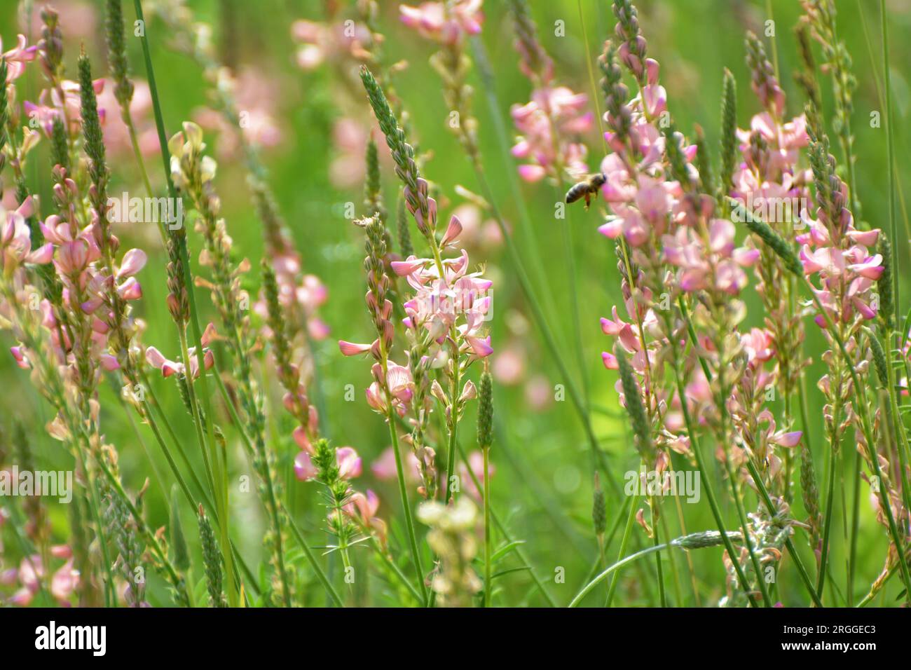 In the meadow among wild grasses blooms sainfoin (onobrychis). Stock Photo