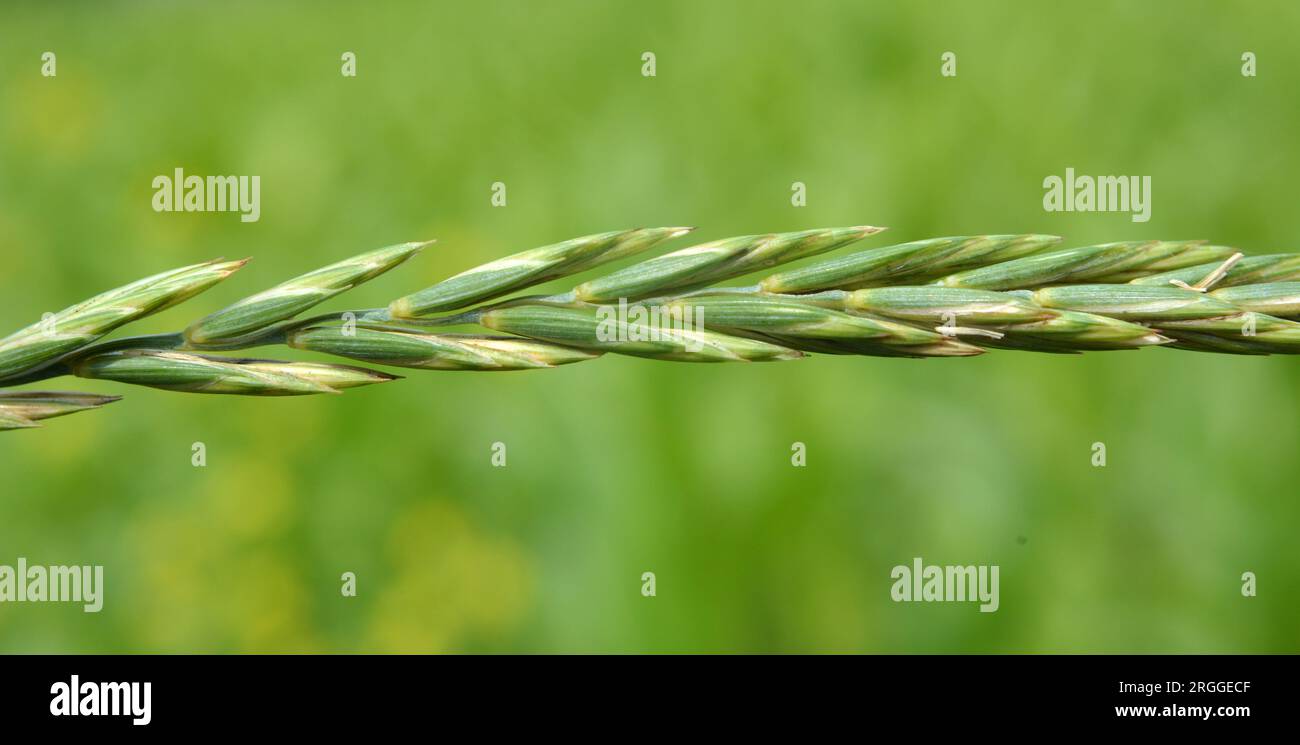 In the wild, a couch grass (Elymus repens) cereal plant grows in the meadow Stock Photo