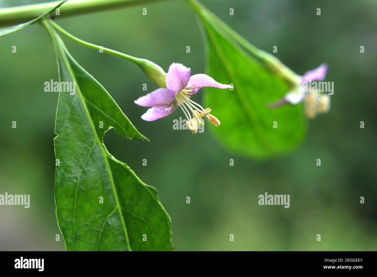 In the wild bloom a twig Lycium barbarum Stock Photo