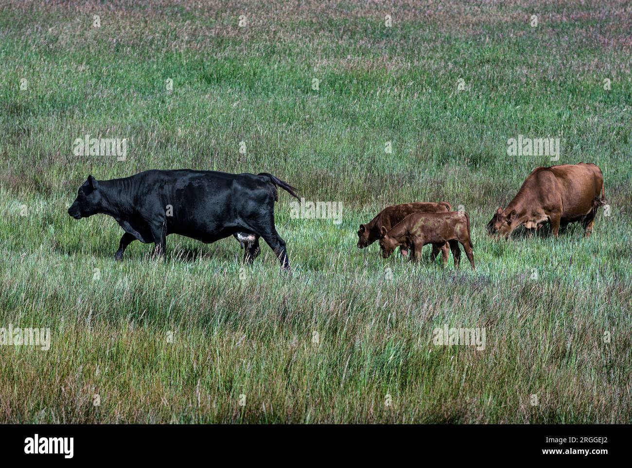 Cattle graze in lush pasture. Stock Photo
