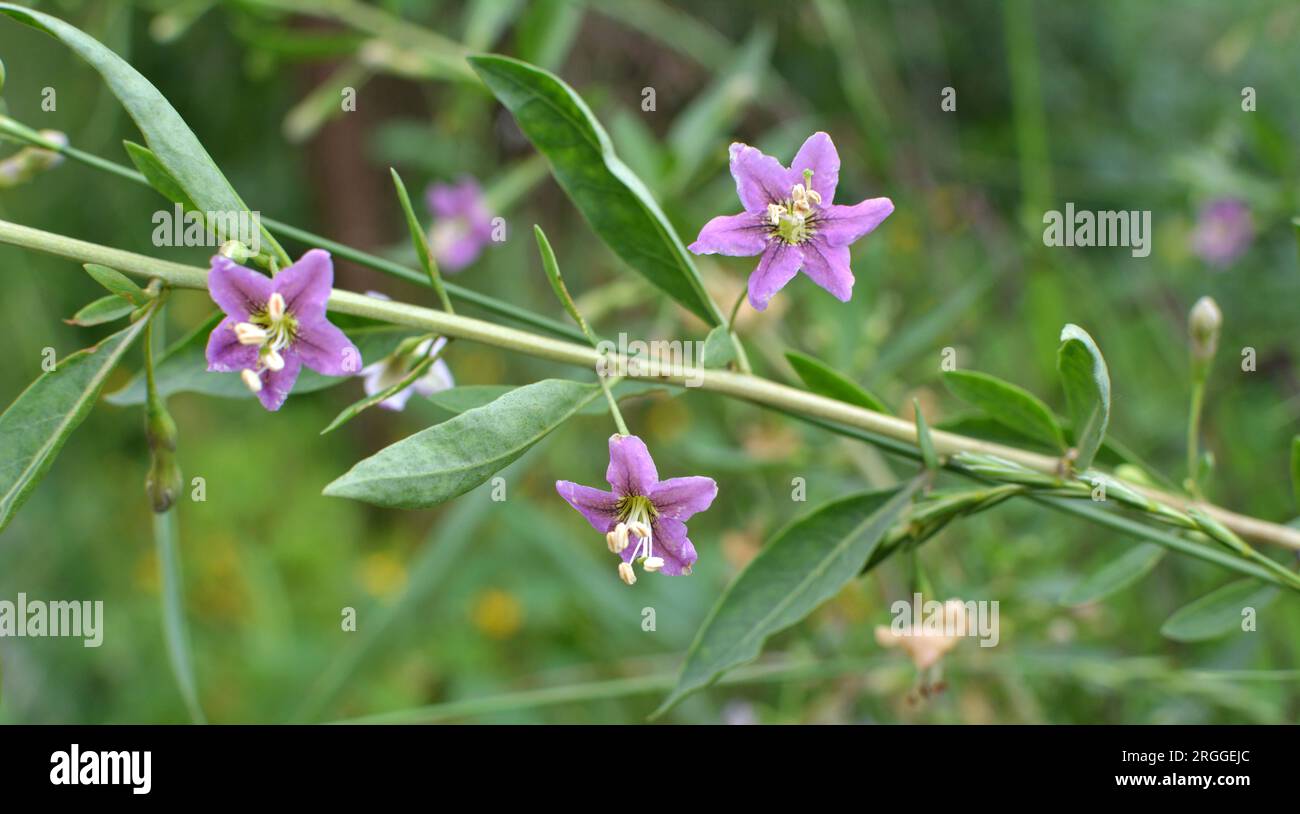 In the wild bloom a twig Lycium barbarum Stock Photo
