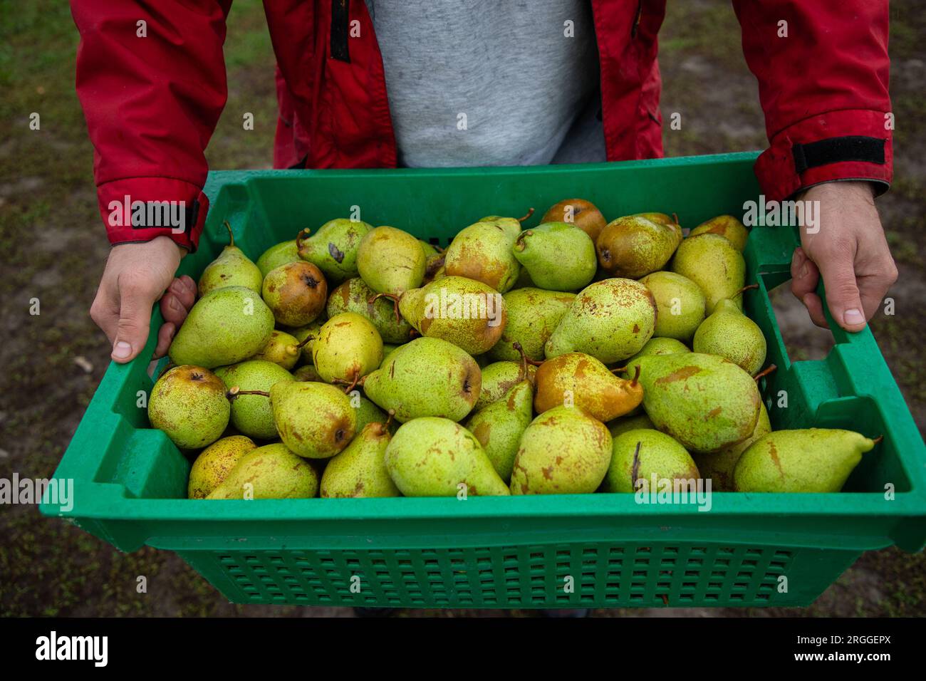 https://c8.alamy.com/comp/2RGGEPX/box-full-of-delicious-ripe-yellow-green-pears-in-male-hands-2RGGEPX.jpg
