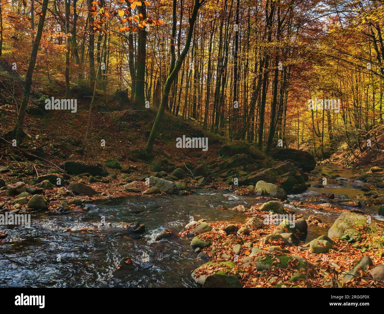 shallow water stream with stones and rocks. ecology disaster, dry weather in autumn. consiquence of climate change Stock Photo