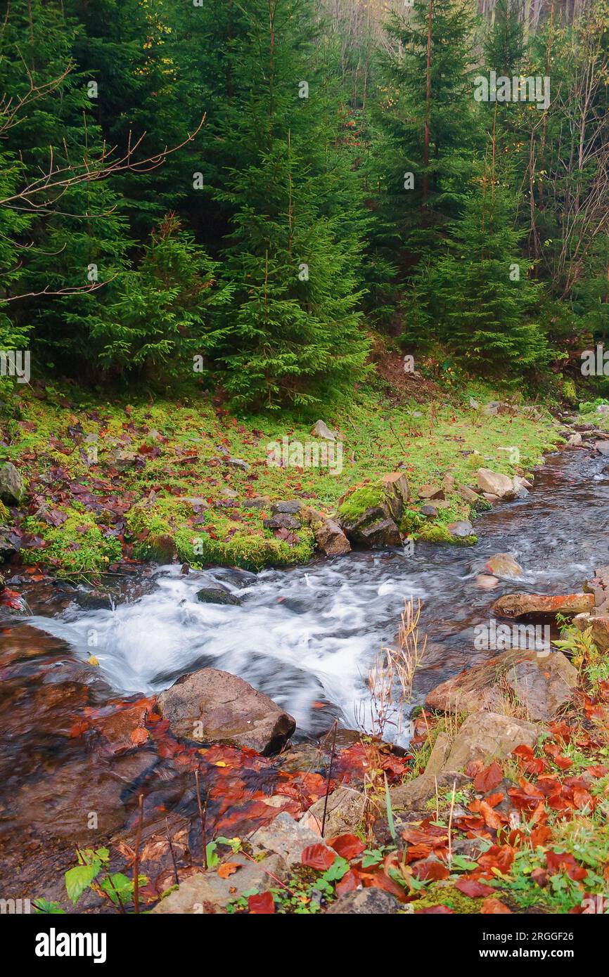 shallow water stream with stones and rocks. ecology disaster, dry weather in autumn. consiquence of climate change Stock Photo