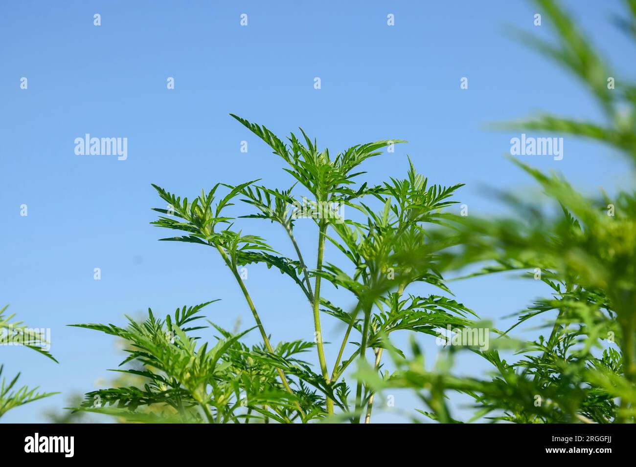 American common ragweed against blue cloudless sky. Dangerous plant. Ambrosia shrubs that causes allergic reactions, allergic rhinitis. Copy space. Se Stock Photo