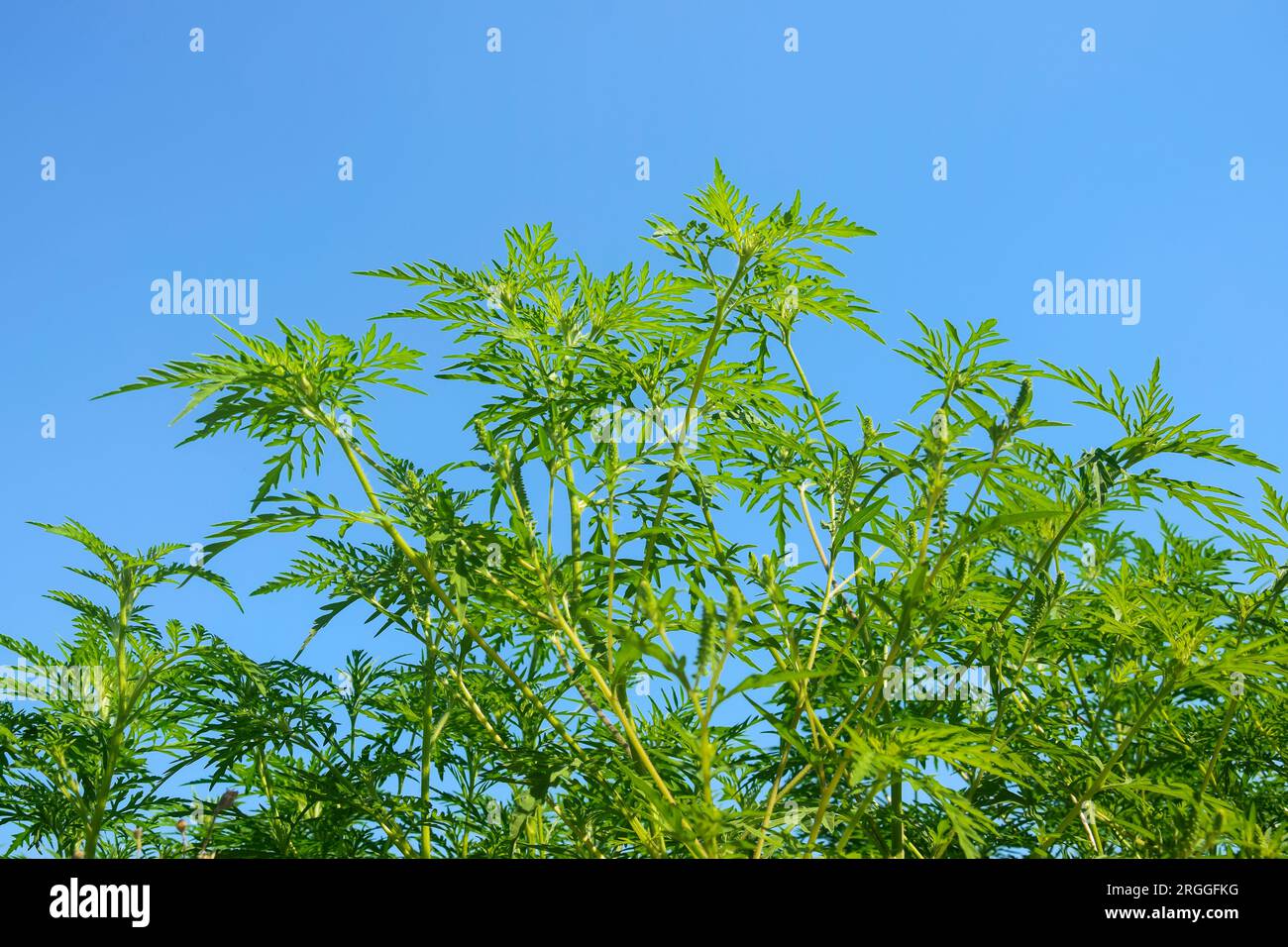 American common ragweed against blue cloudless sky. Dangerous plant. Ambrosia shrubs that causes allergic reactions, allergic rhinitis. Copy space. Se Stock Photo