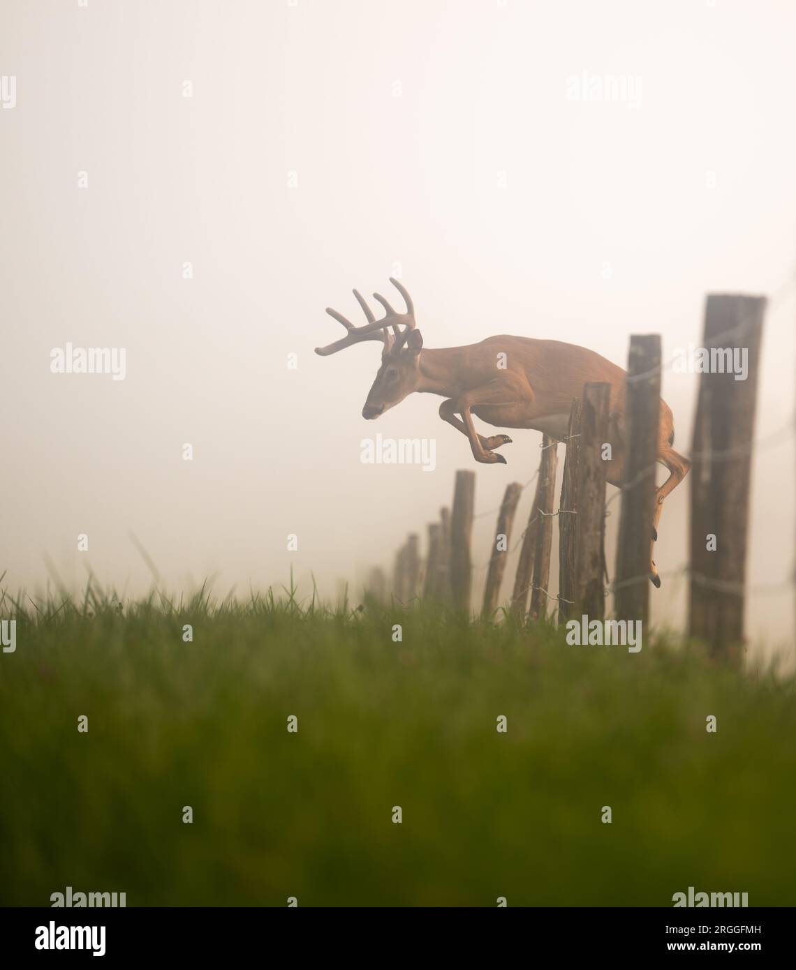 deer jumped when shot - Ilustrasi 3