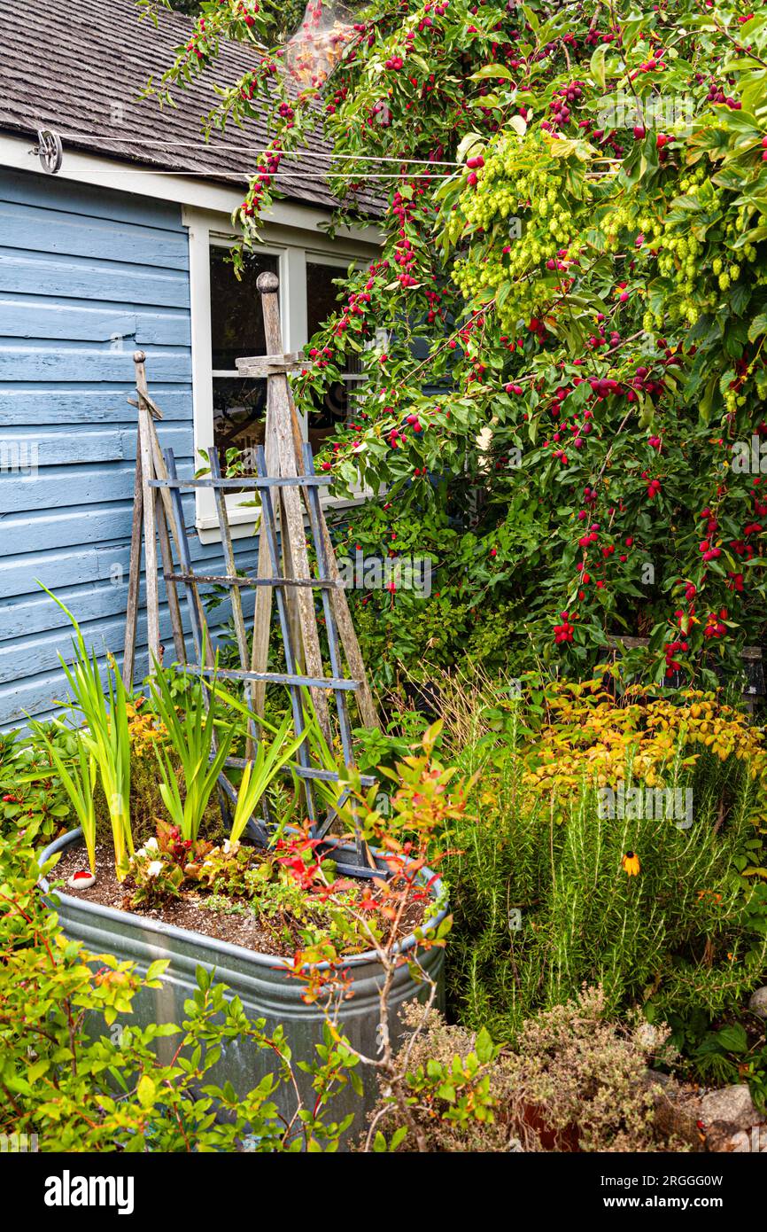 A cottage garden with ripe crab apples hanging on a tree Stock Photo